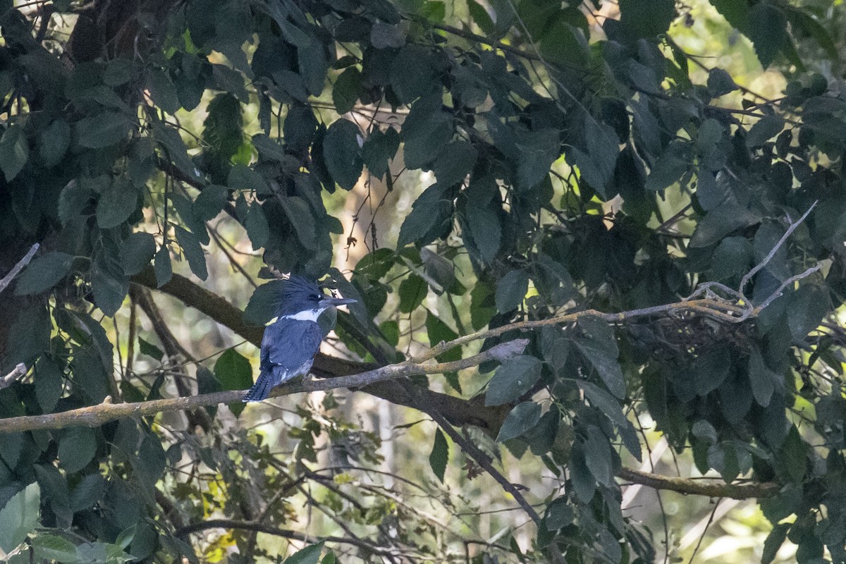 Belted Kingfisher - ML629023333