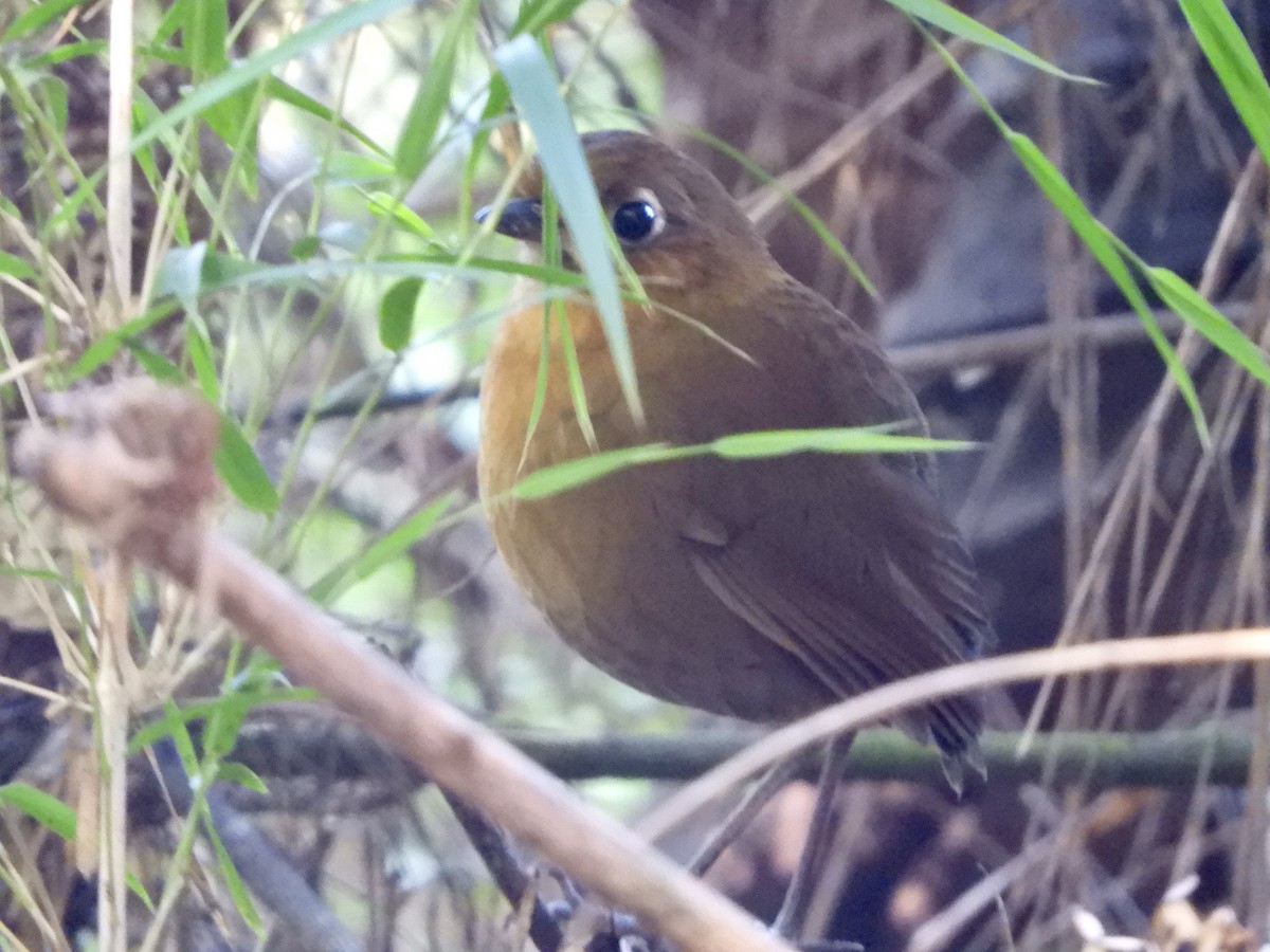Sierra Nevada Antpitta - ML629023375