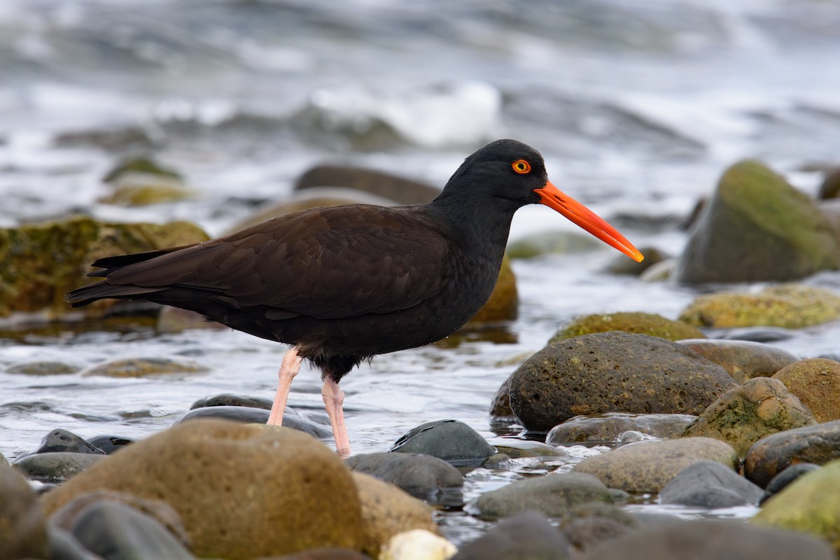 Black Oystercatcher - ML629023394