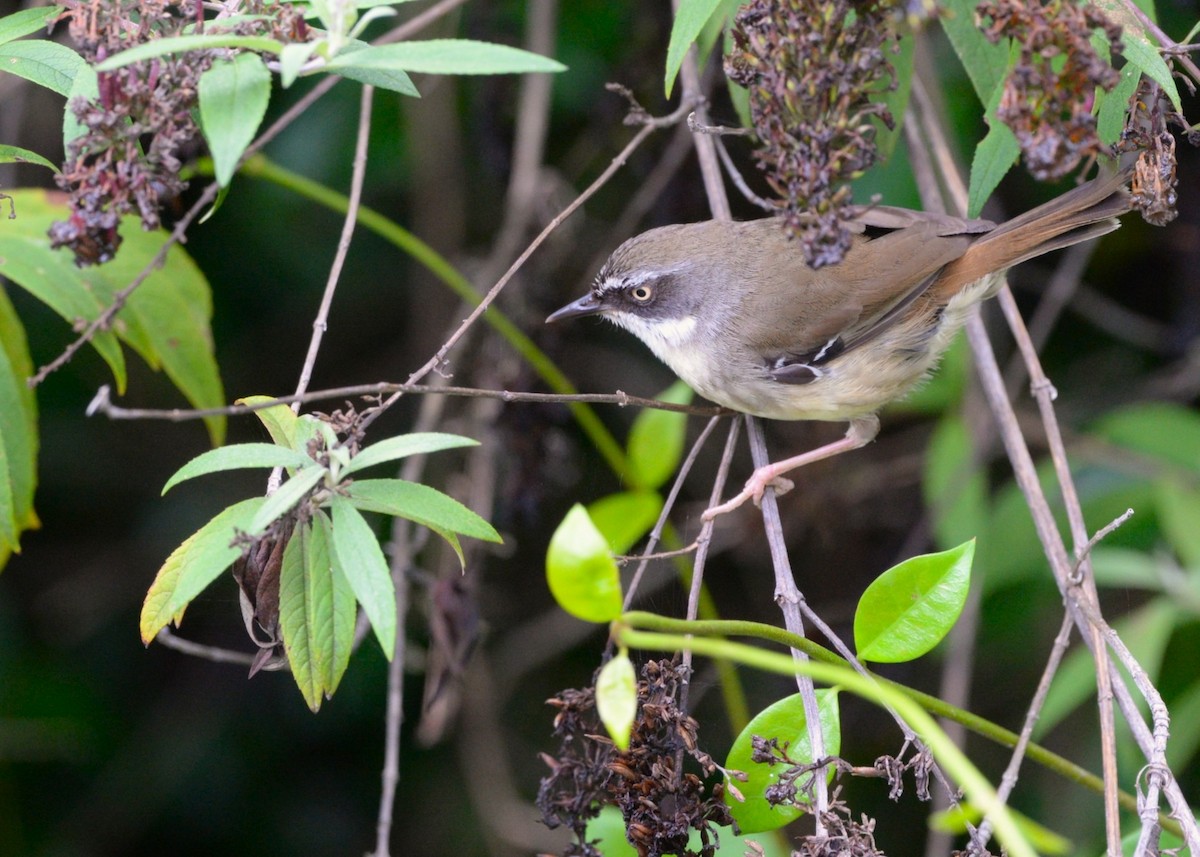 White-browed Scrubwren - ML629023605