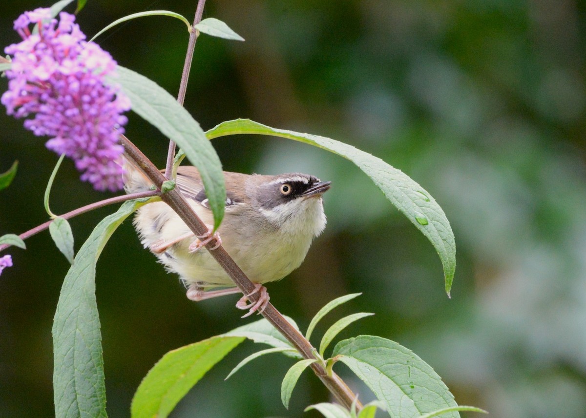 White-browed Scrubwren - ML629023606