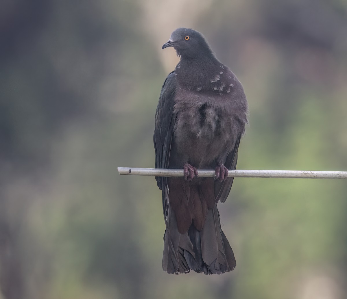 Christmas Island Imperial-Pigeon - ML629023612
