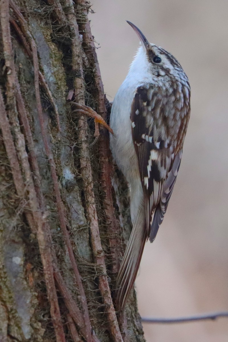 Amerikabaumläufer - ML629023668