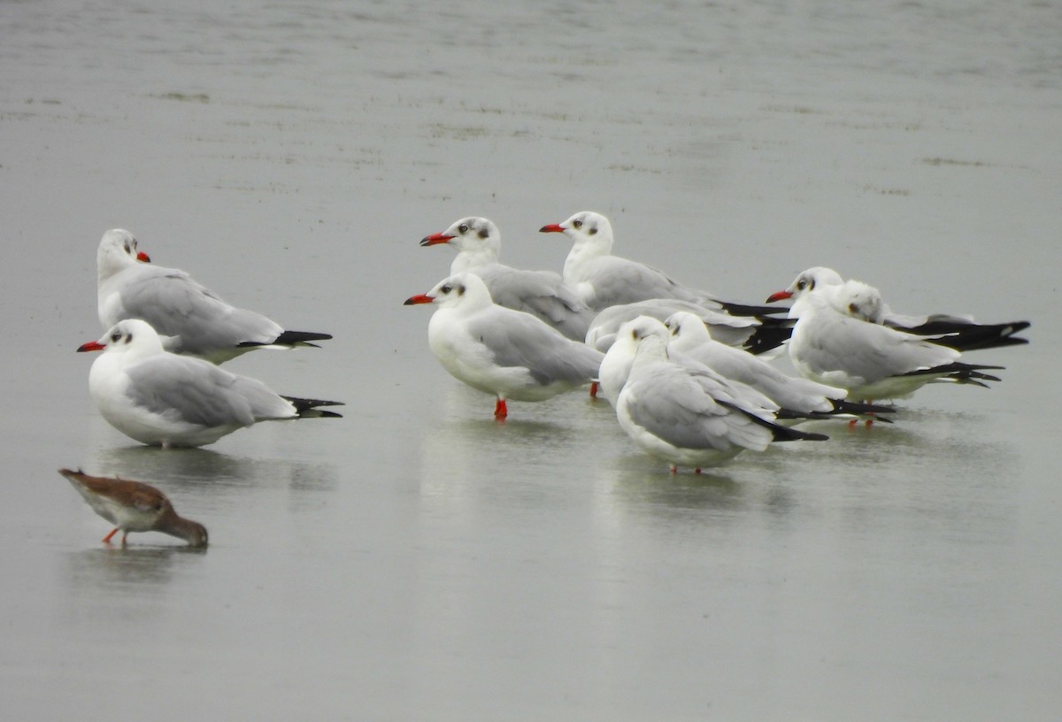 Gaviota Centroasiática - ML629023705