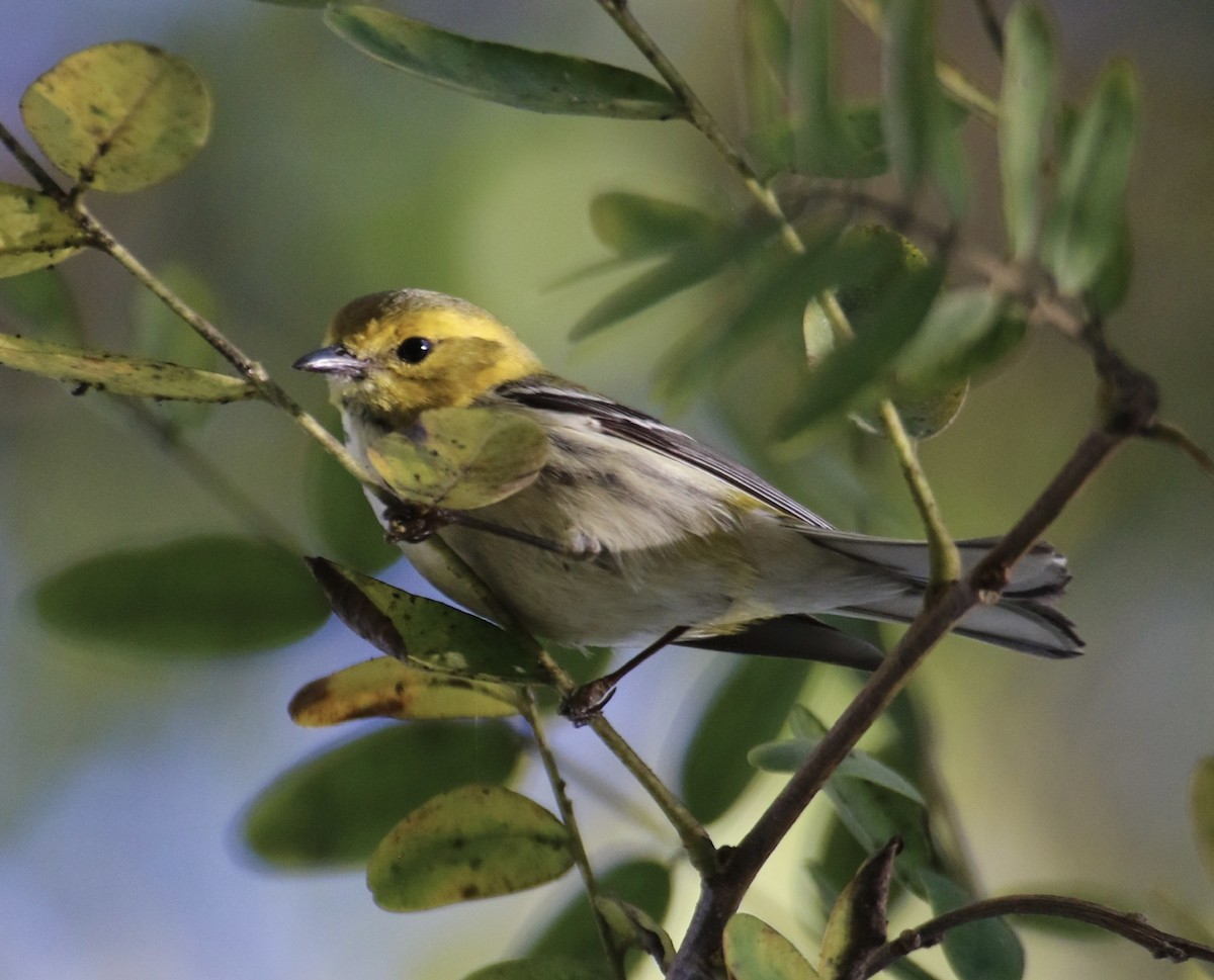 Black-throated Green Warbler - ML629023892