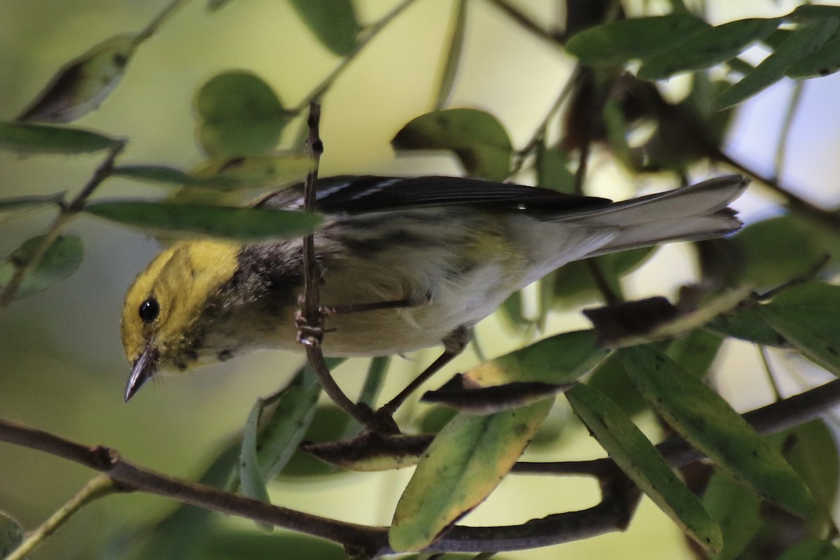 Black-throated Green Warbler - ML629023893