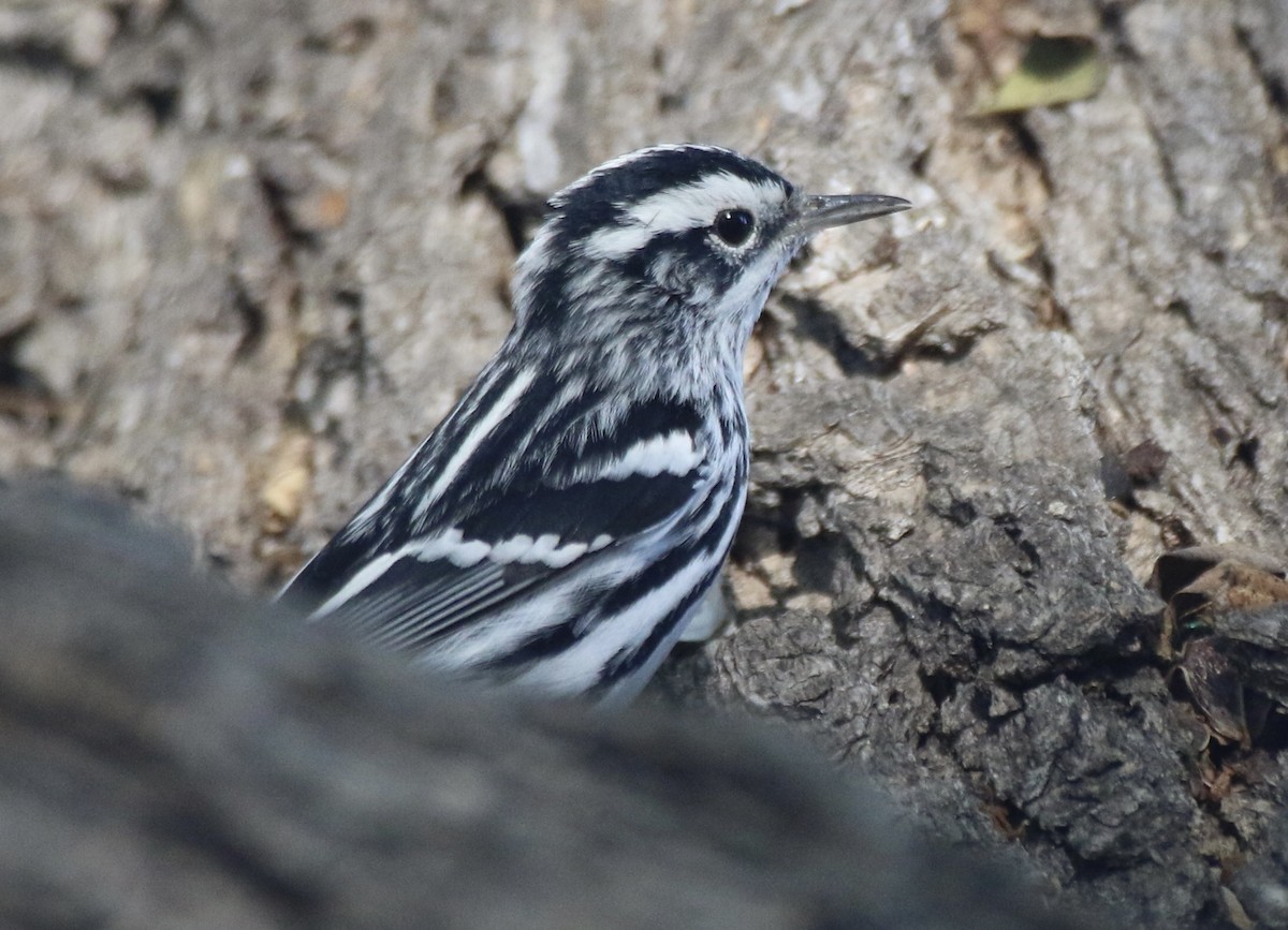Black-and-white Warbler - ML629023911