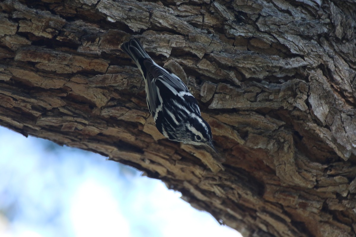 Black-and-white Warbler - ML629023912