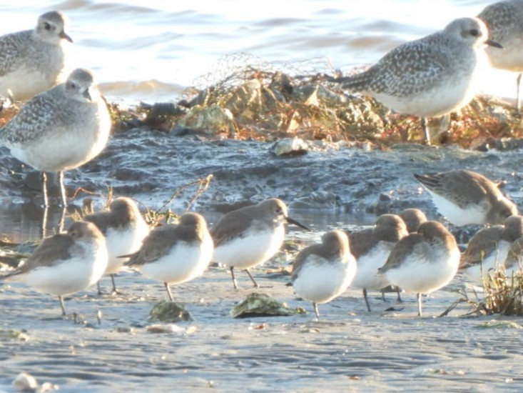 Dunlin - ML629023934