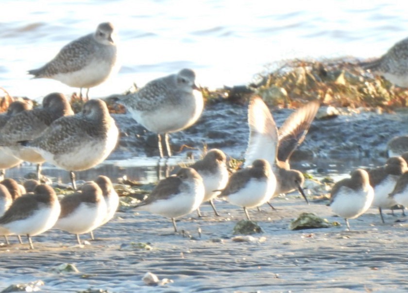 Dunlin - ML629023944
