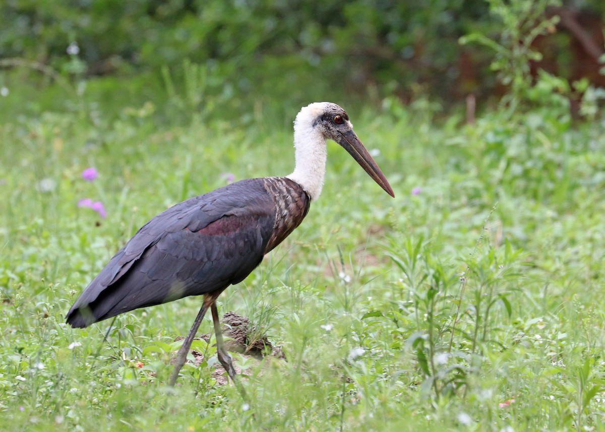 Zikoina lepazuri afrikarra - ML629024005