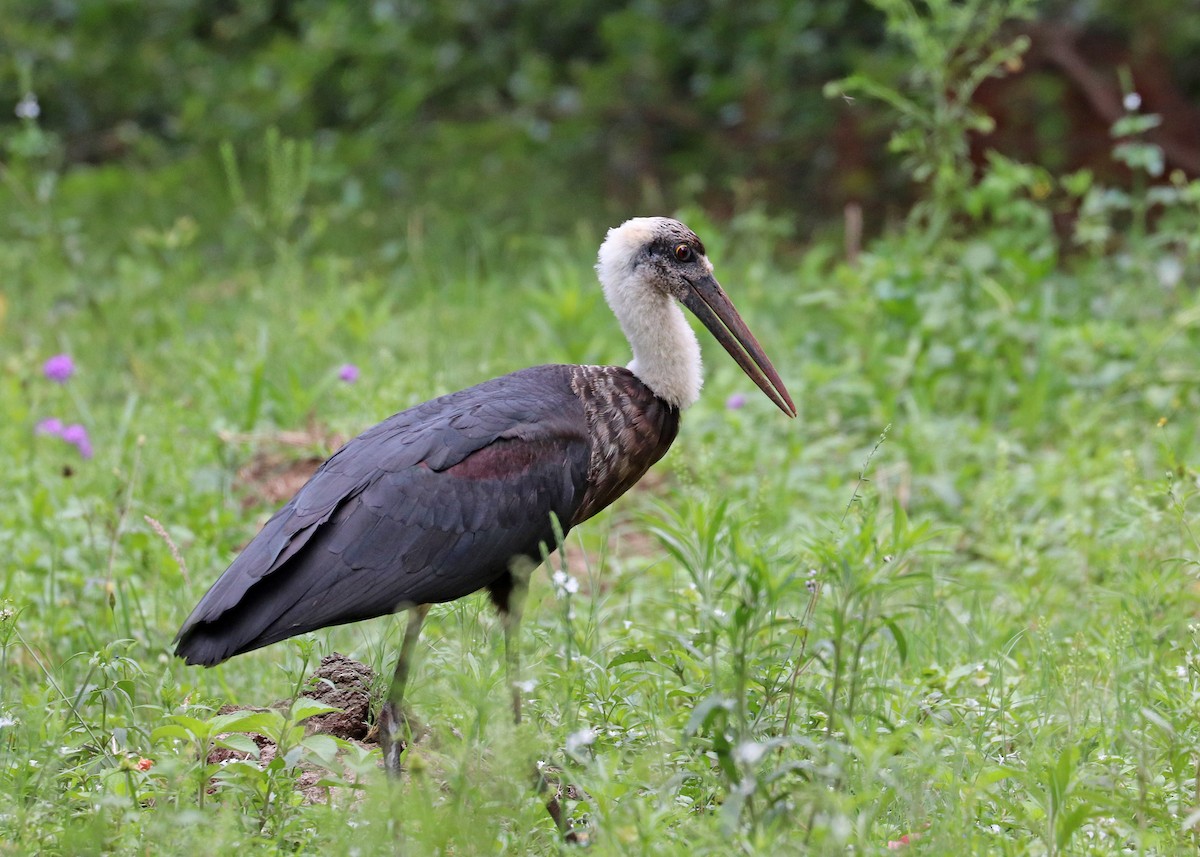 Zikoina lepazuri afrikarra - ML629024006