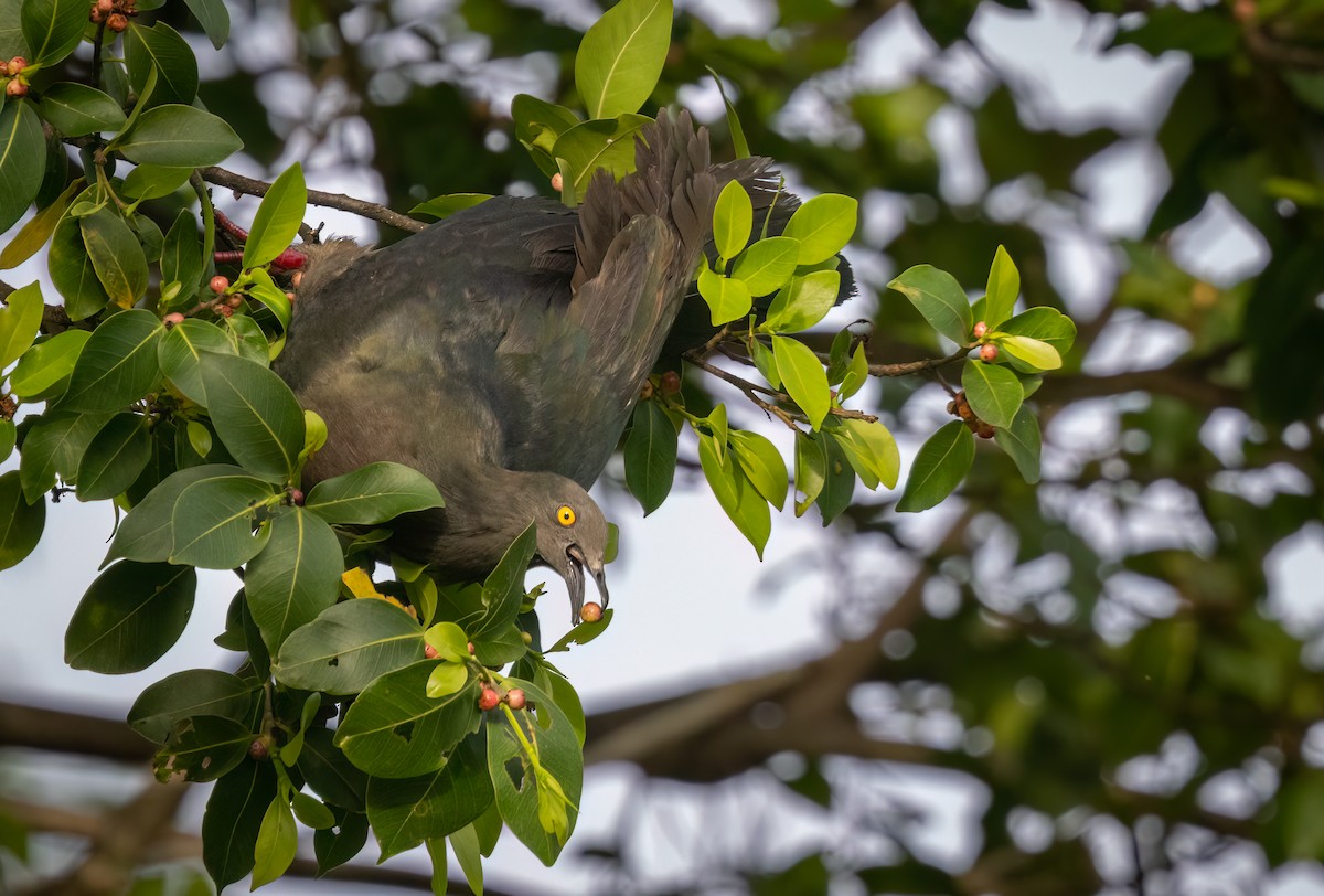 Christmas Island Imperial-Pigeon - ML629024060