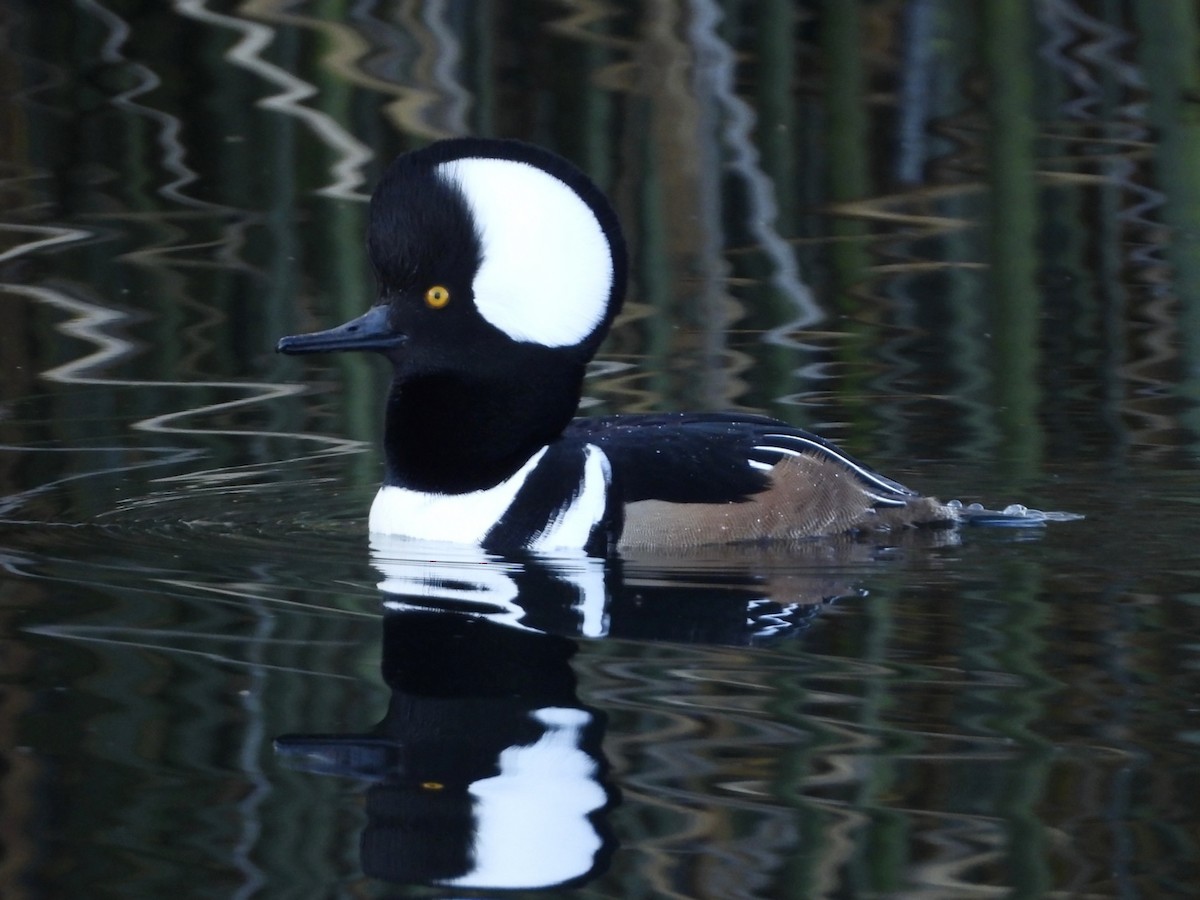 Hooded Merganser - ML629024130
