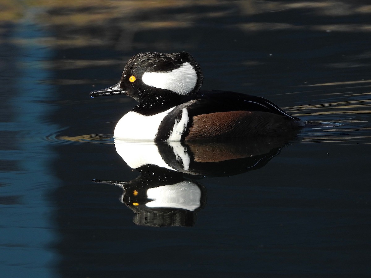 Hooded Merganser - ML629024131