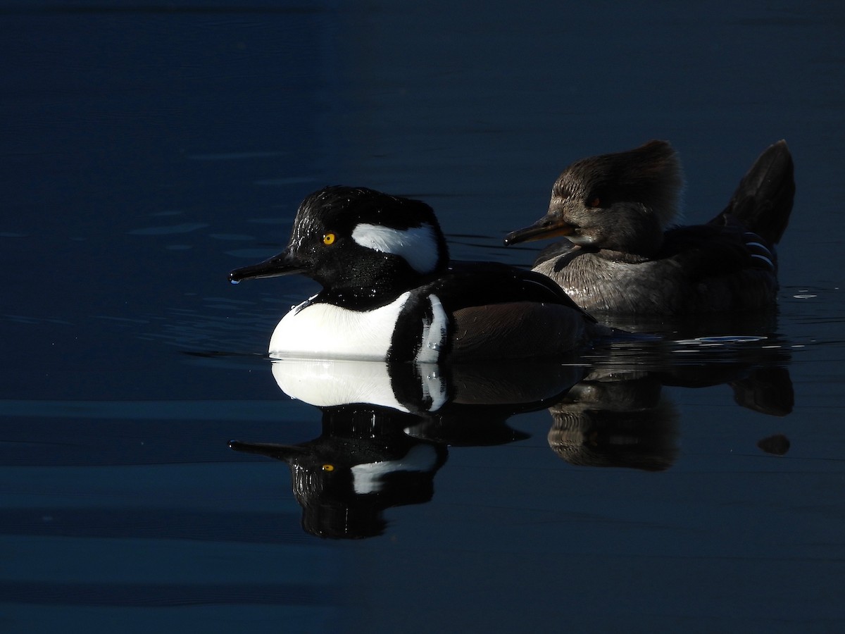 Hooded Merganser - ML629024132