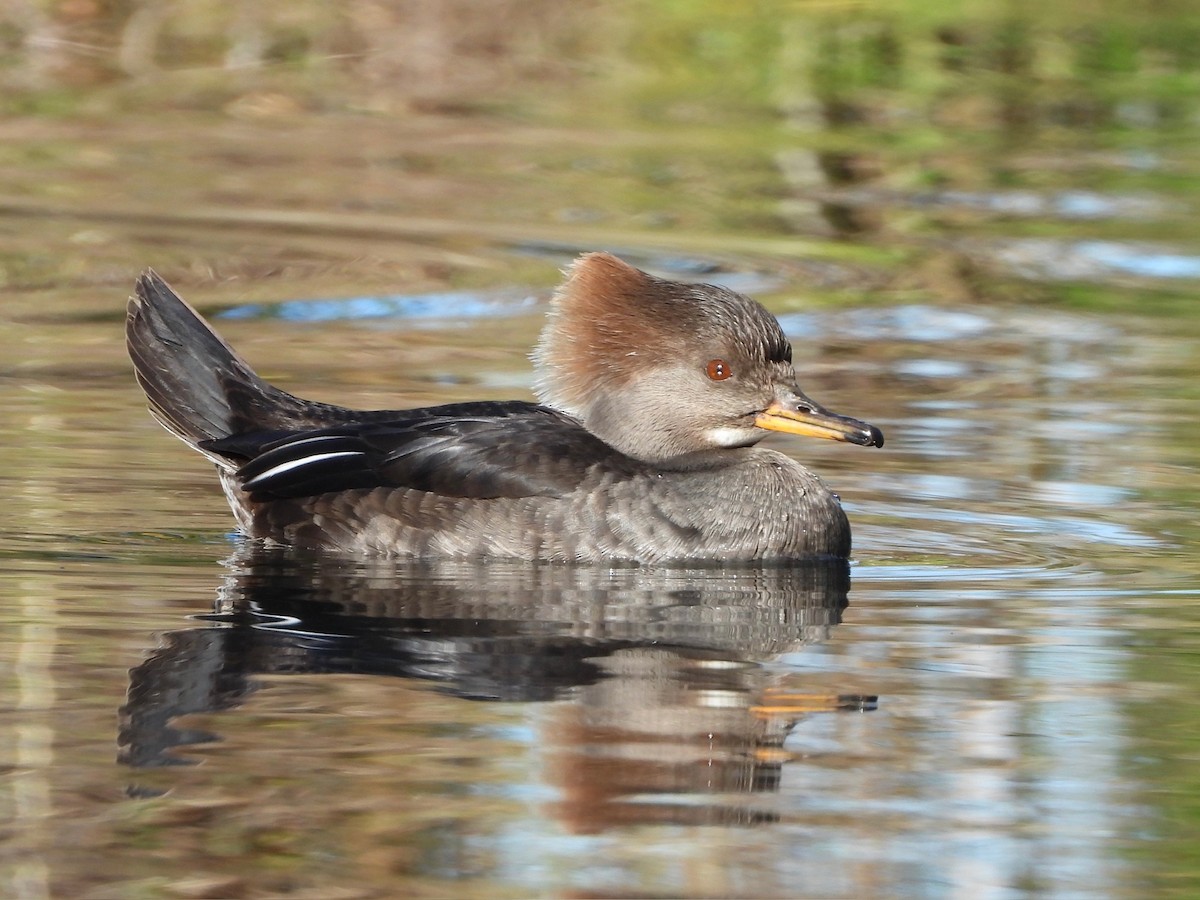 Hooded Merganser - ML629024133