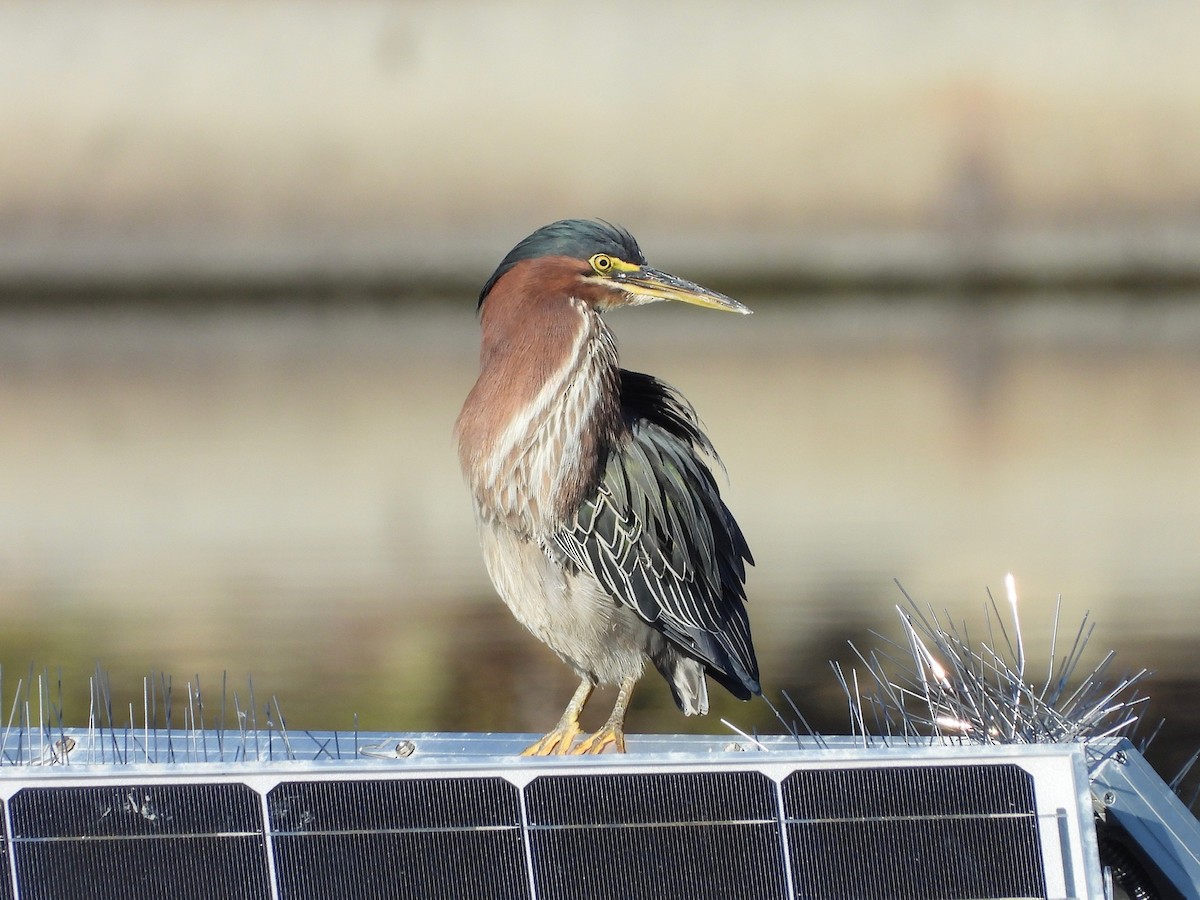 Green Heron - ML629024145