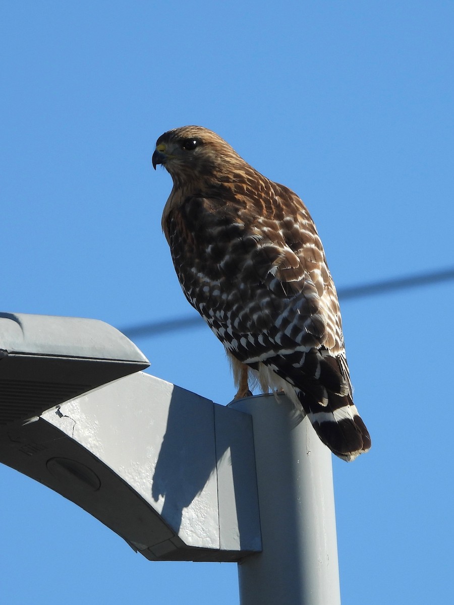 Red-shouldered Hawk - ML629024146