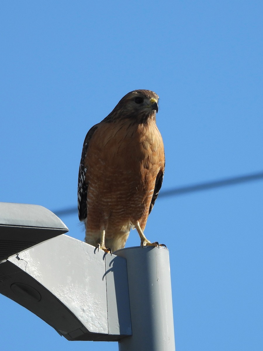 Red-shouldered Hawk - ML629024147