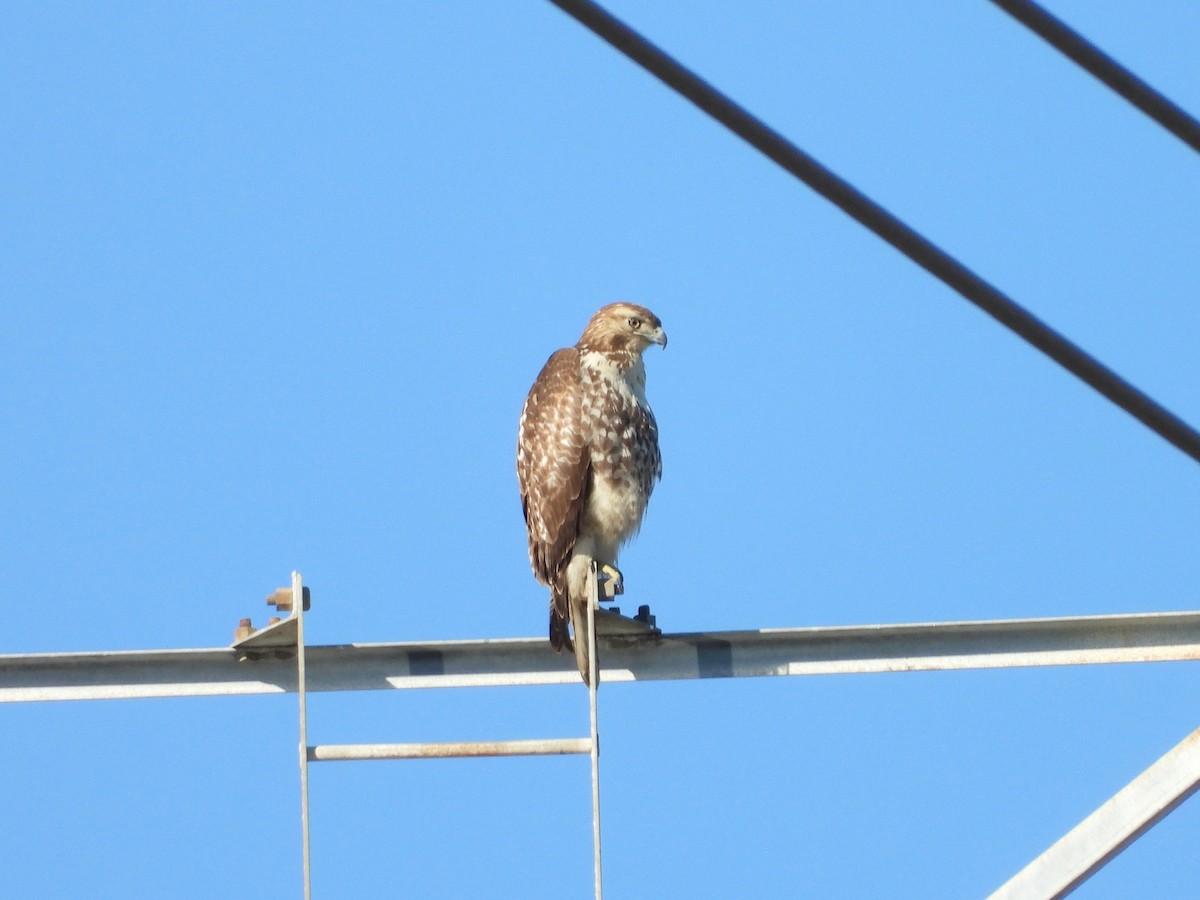 Red-tailed Hawk - ML629024152