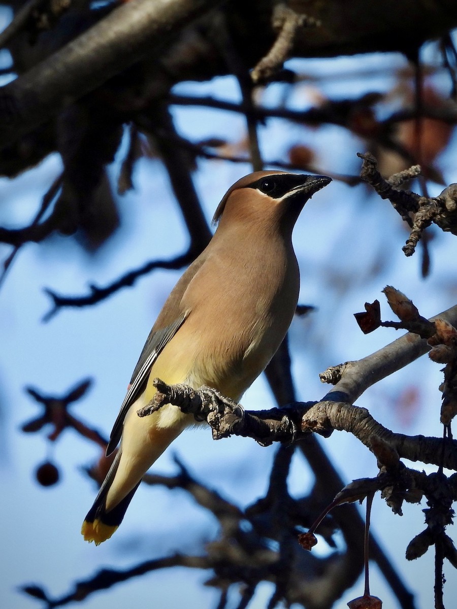 Cedar Waxwing - ML629024164