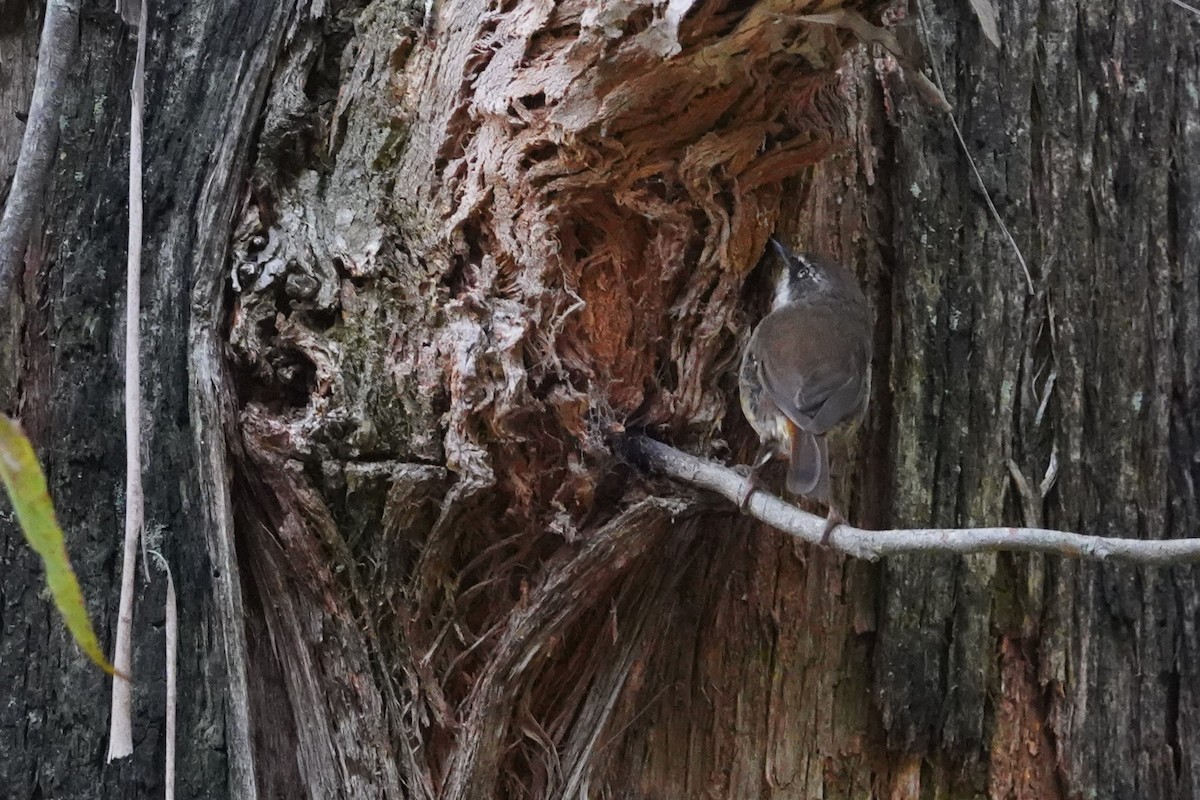 White-browed Scrubwren - ML629024293