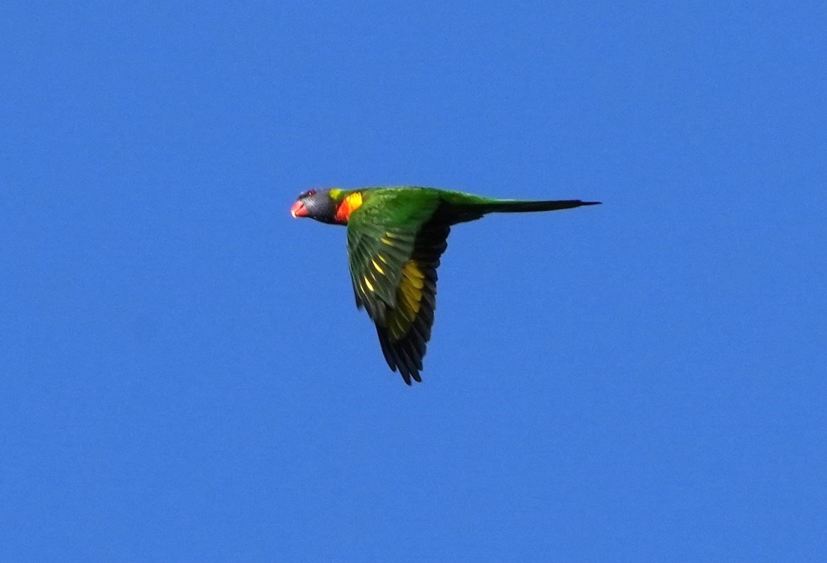 Rainbow Lorikeet - ML629024346