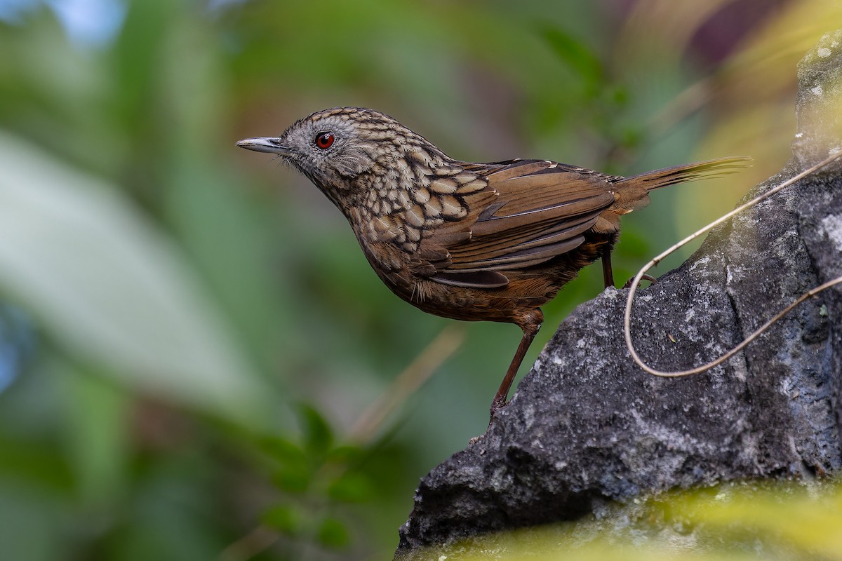 Streaked Wren-Babbler - ML629024352