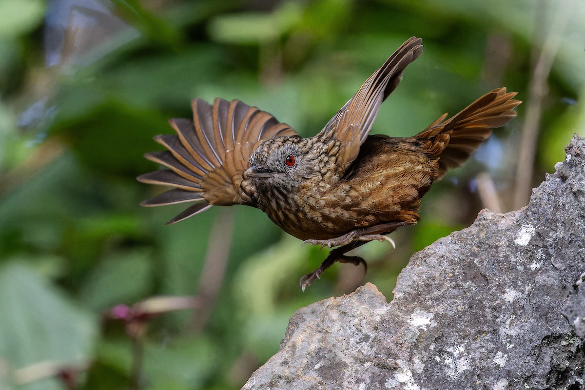 Streaked Wren-Babbler - ML629024353