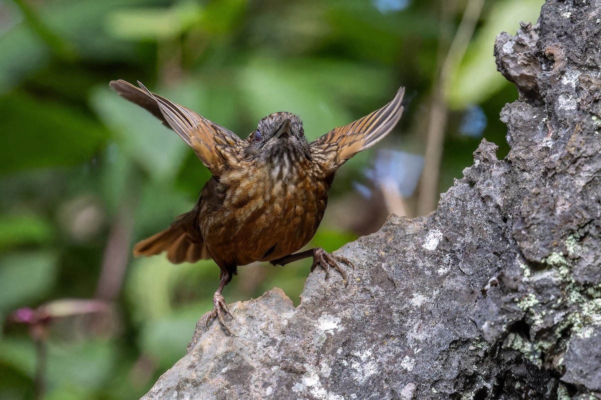 Streaked Wren-Babbler - ML629024354