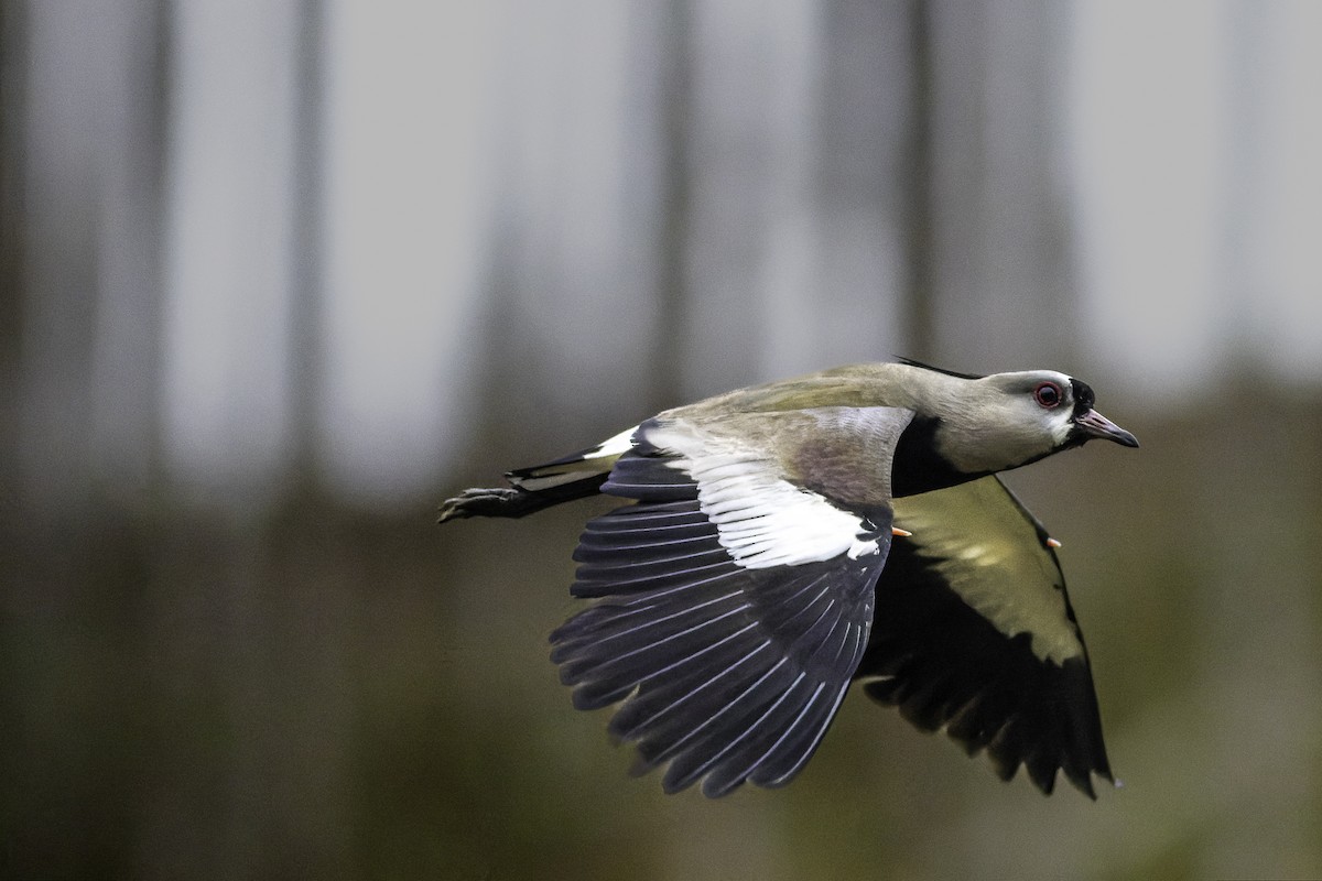 Southern Lapwing - ML629024355