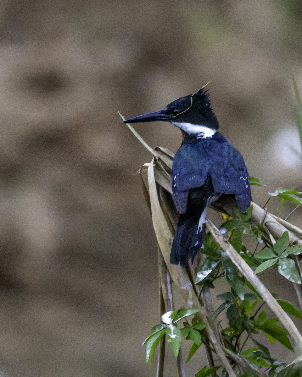 Green Kingfisher - ML629024384
