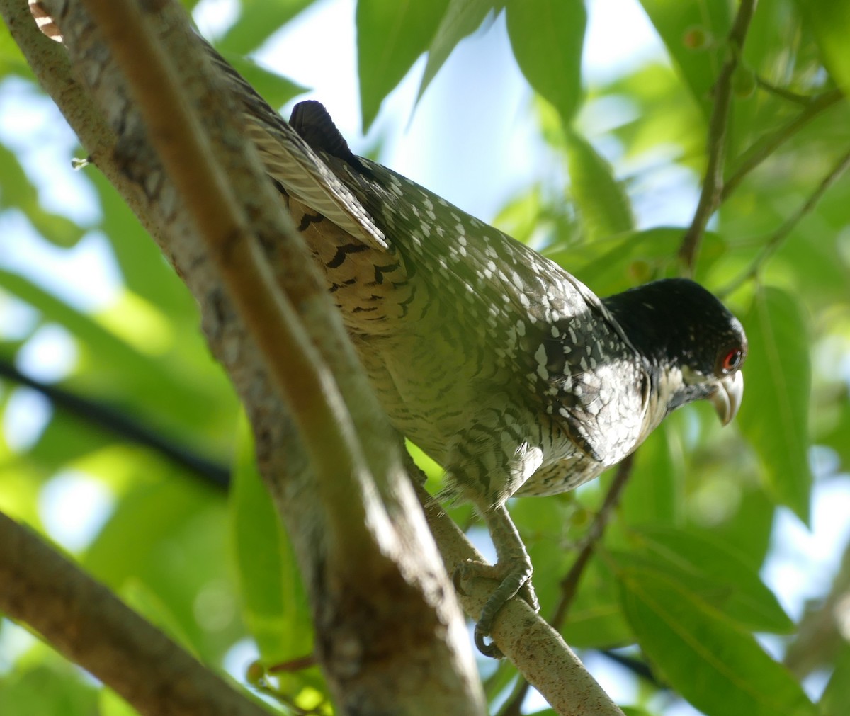 Pacific Koel - ML629024396