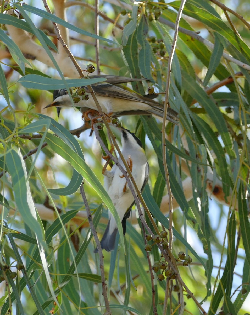 Black-chinned Honeyeater - ML629024446