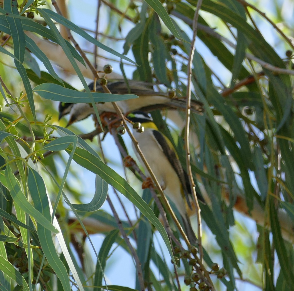 Black-chinned Honeyeater - ML629024447