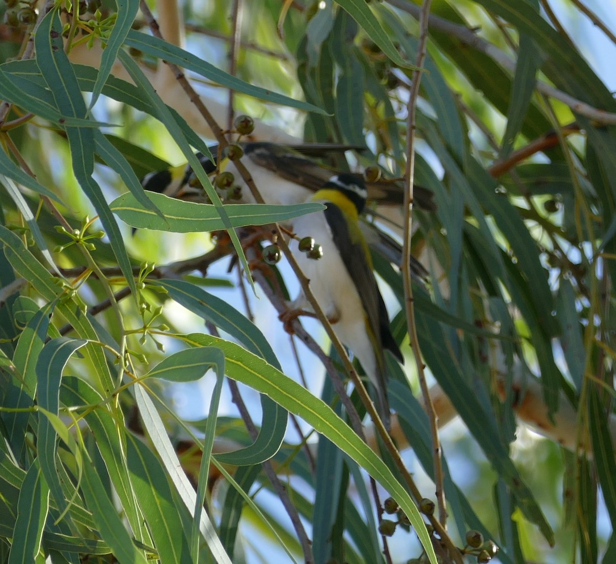 Black-chinned Honeyeater - ML629024448