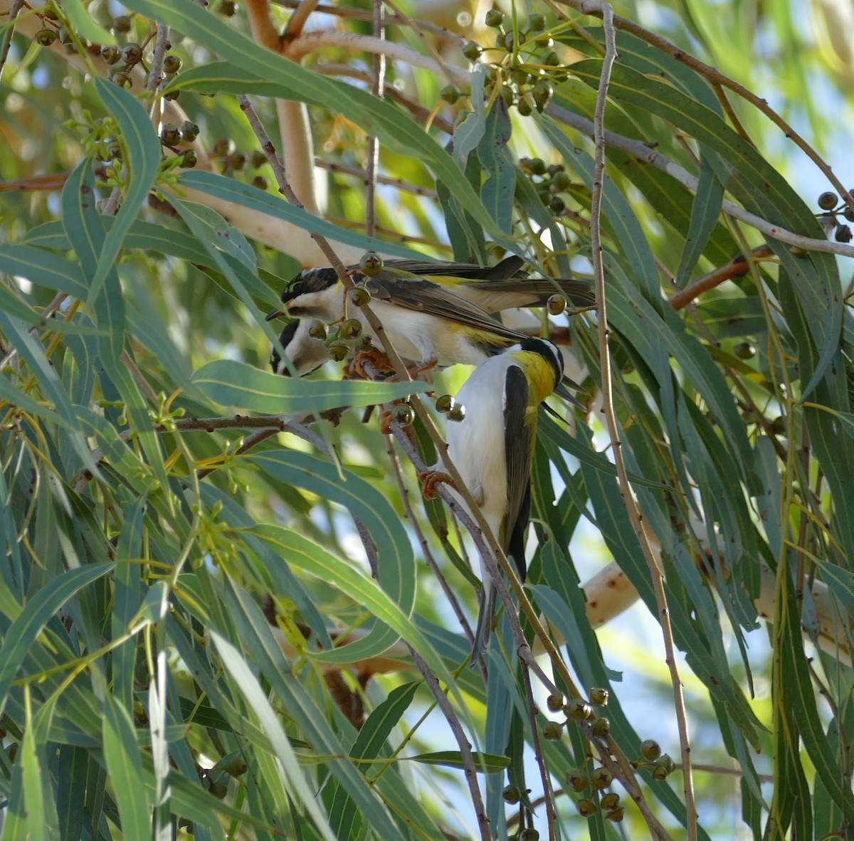 Black-chinned Honeyeater - ML629024449