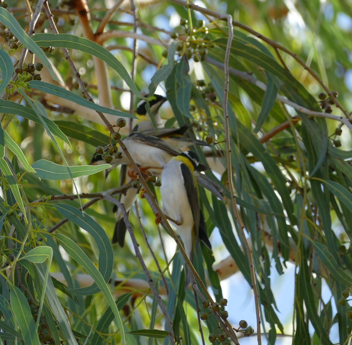 Black-chinned Honeyeater - ML629024450