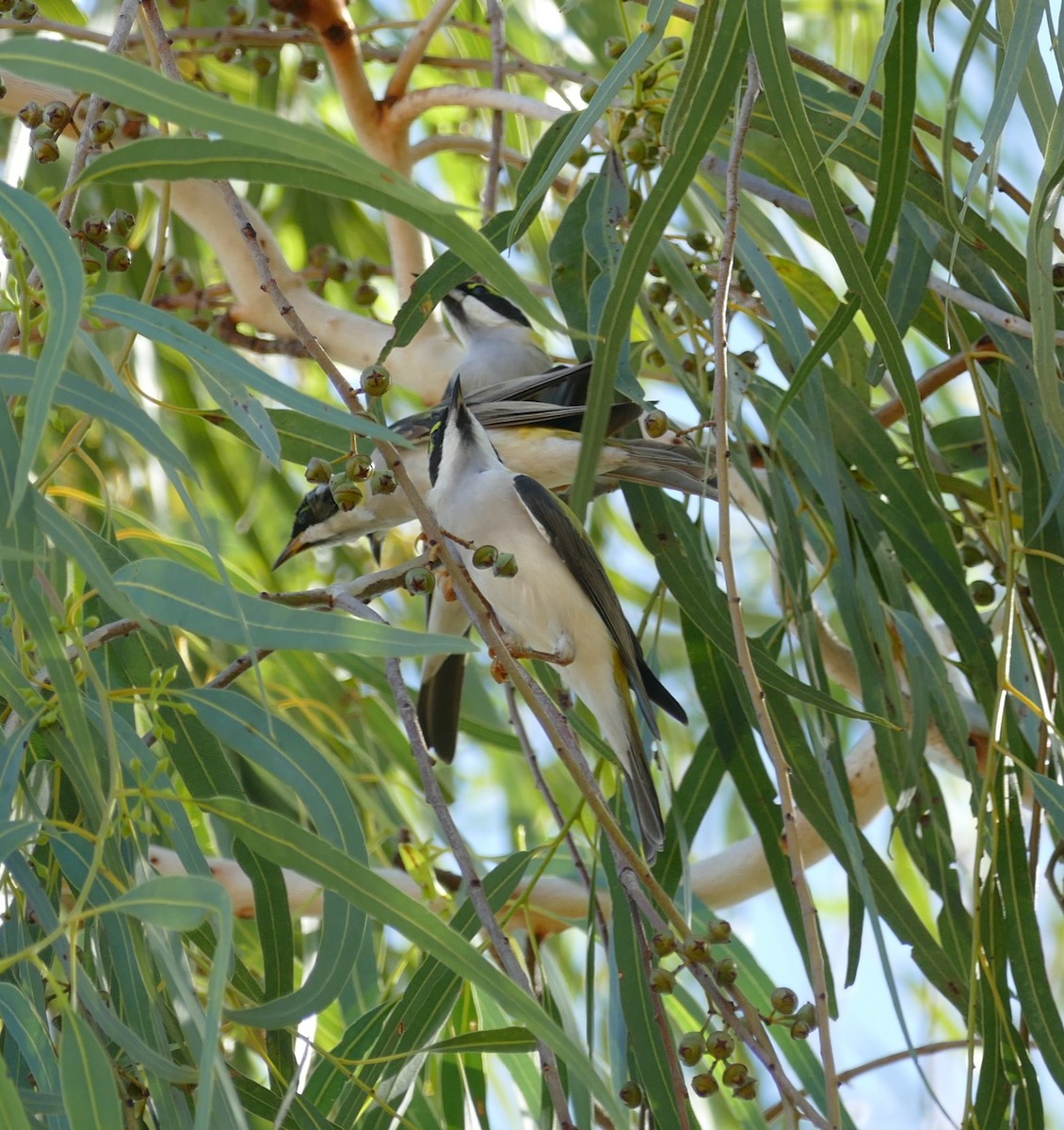 Black-chinned Honeyeater - ML629024451