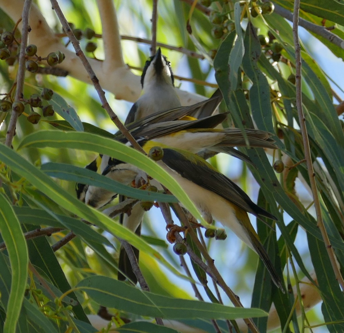 Black-chinned Honeyeater - ML629024452