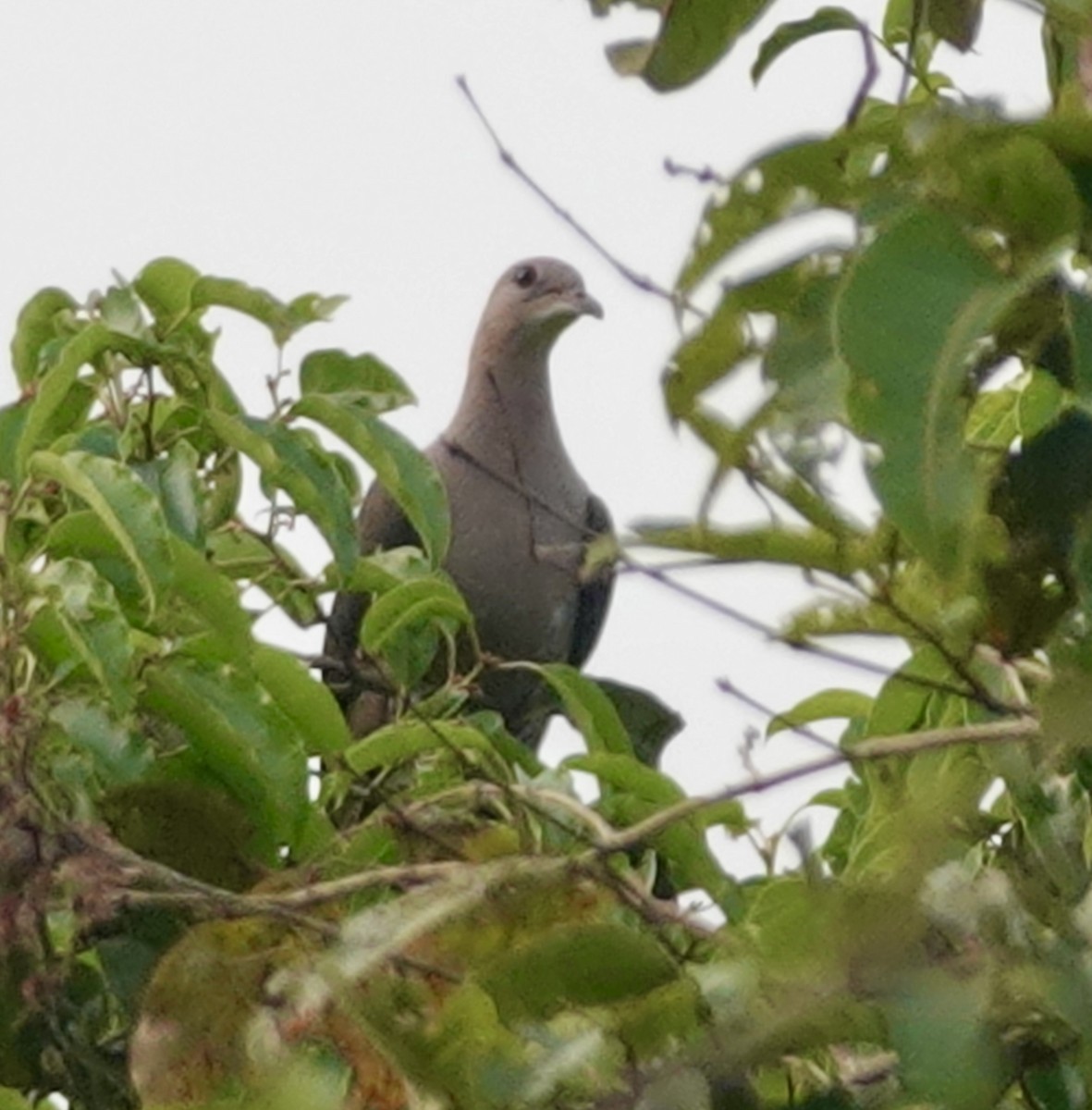 Malabar Imperial-Pigeon - ML629024454