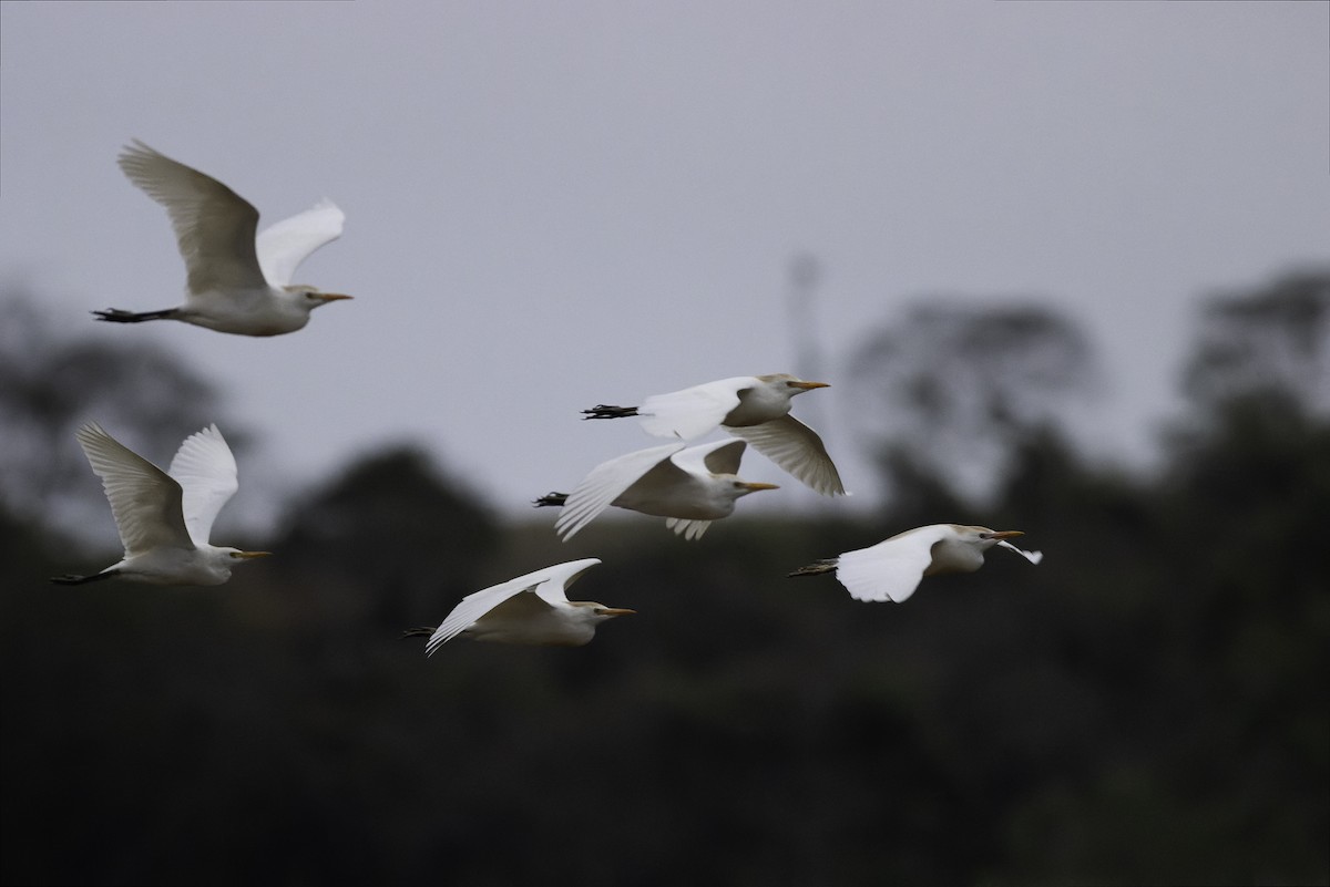 Western Cattle-Egret - ML629024491
