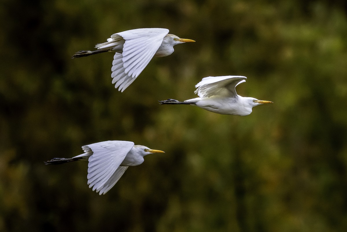 Western Cattle-Egret - ML629024492