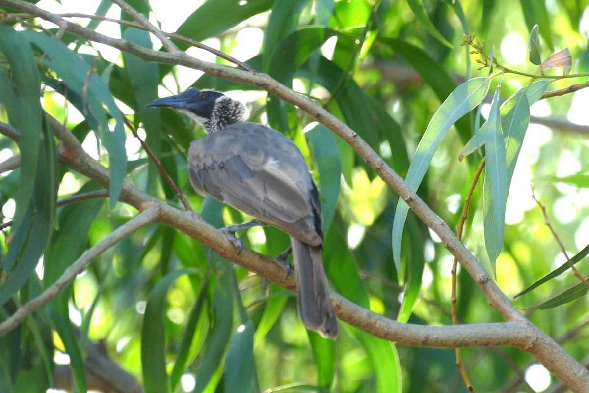 Silver-crowned Friarbird - ML629024511