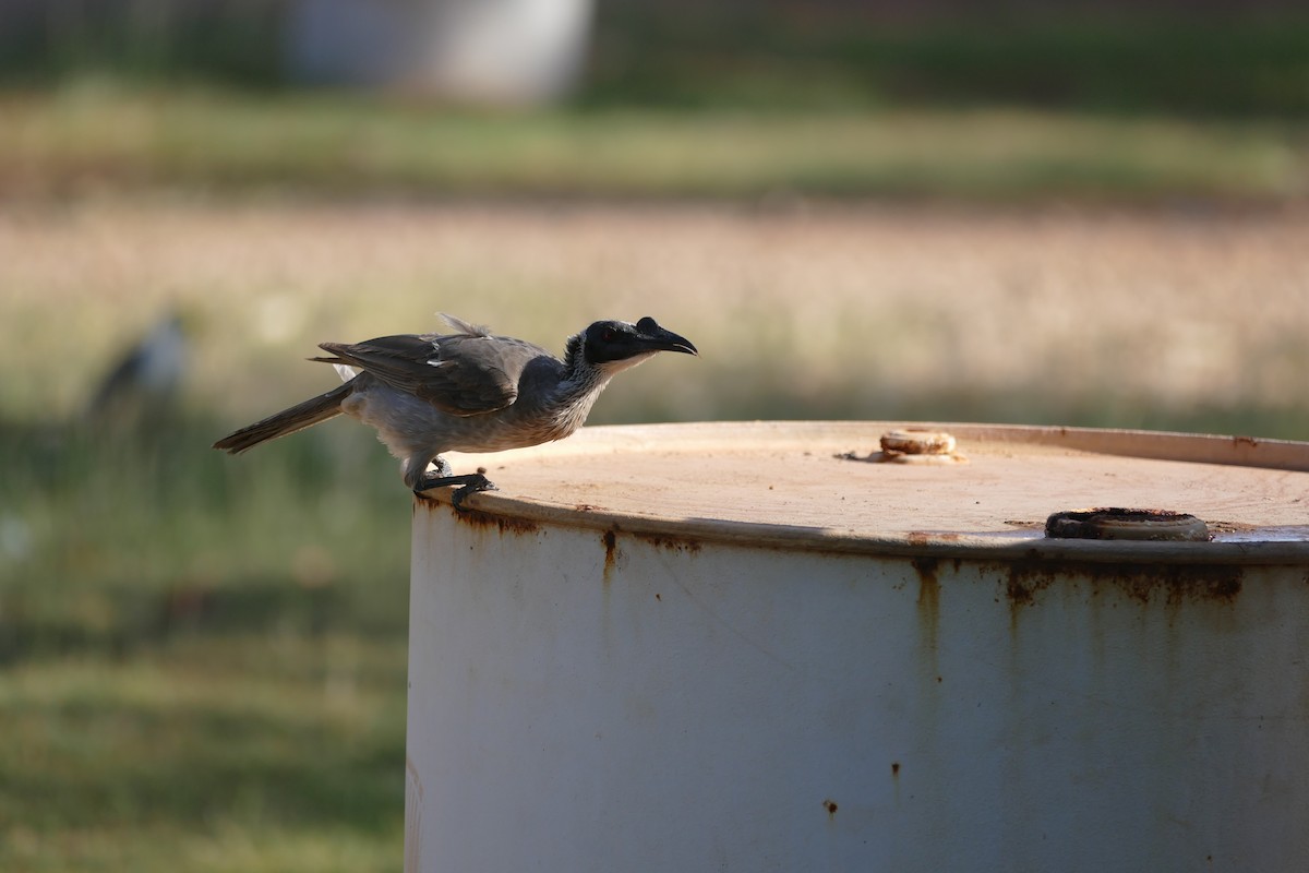 Silver-crowned Friarbird - ML629024512