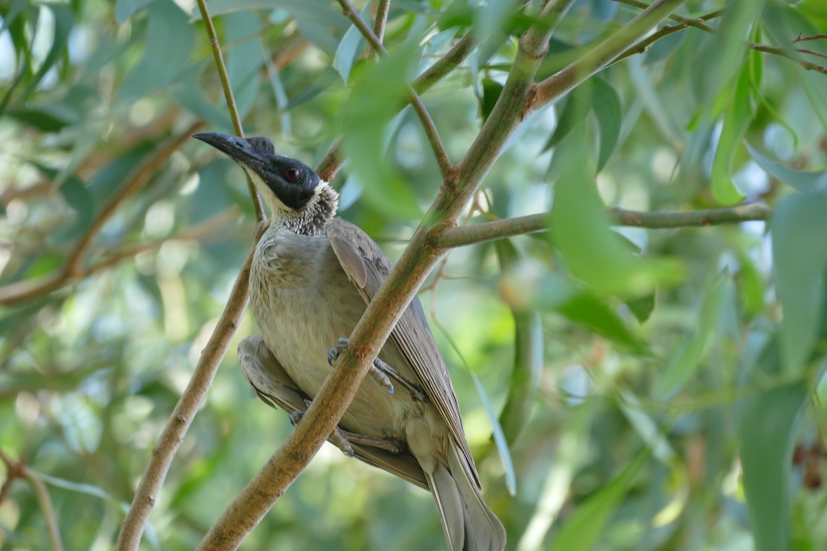 Silver-crowned Friarbird - ML629024514