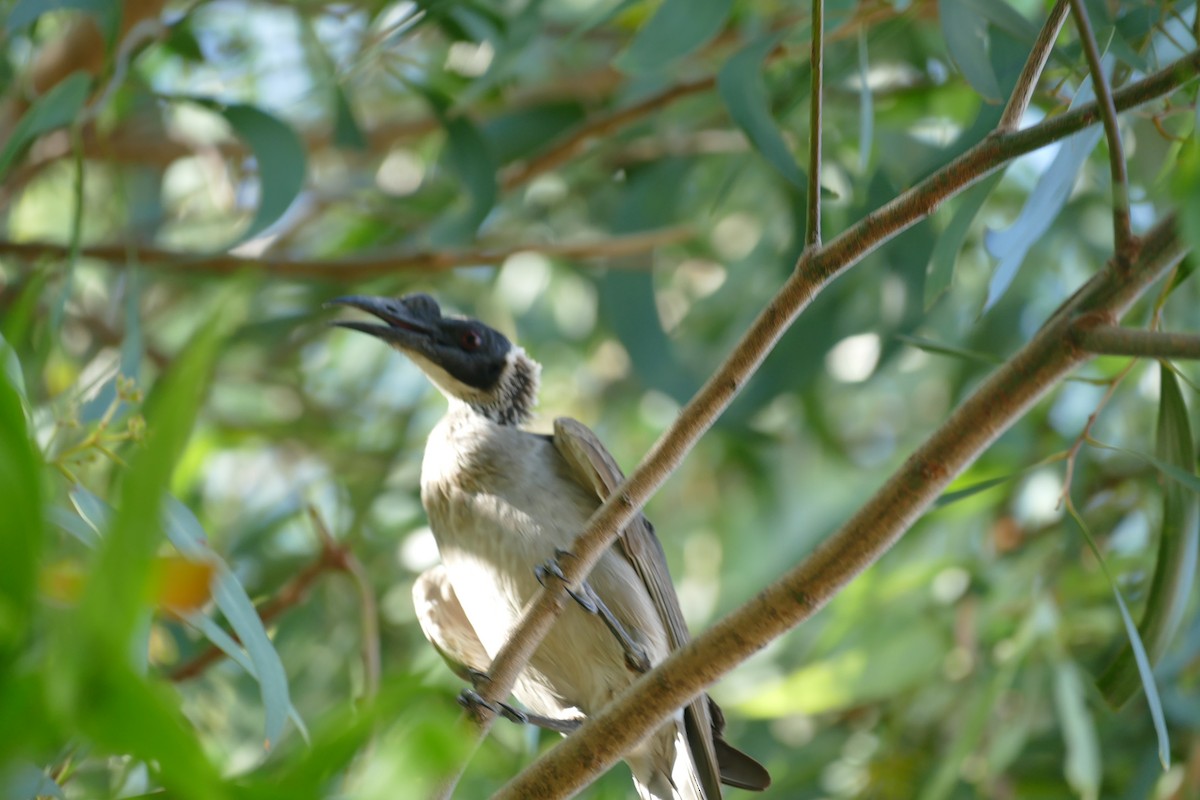 Silver-crowned Friarbird - ML629024515