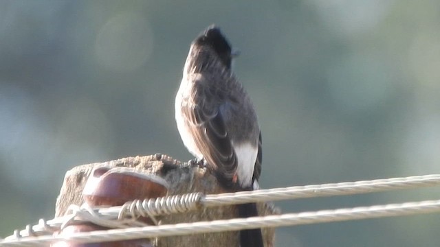 Red-vented Bulbul - ML629024521