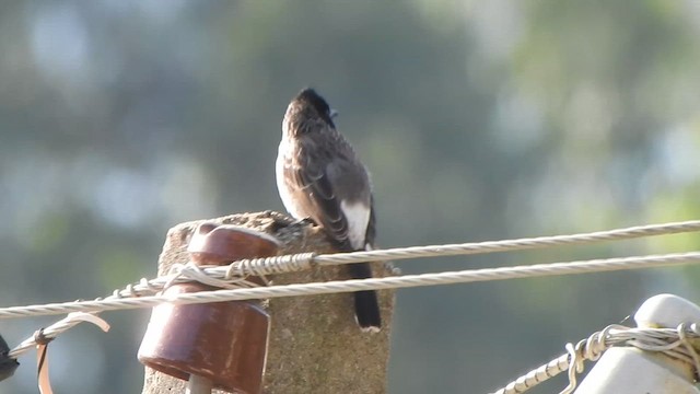 Red-vented Bulbul - ML629024522